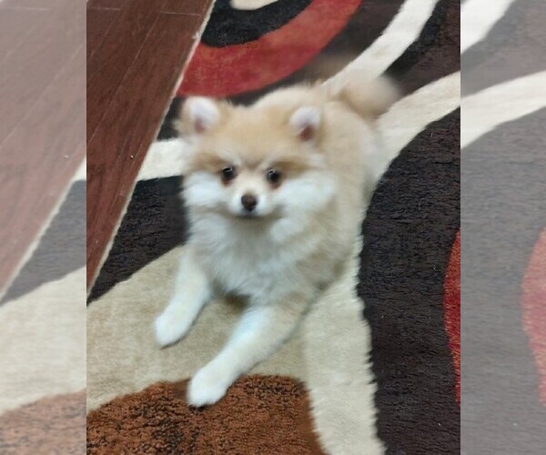 Medium Photo #1  Breeder Profile in CITRONELLE, AL, USA