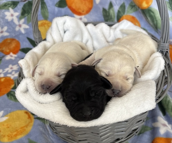 Medium Photo #1  Breeder Profile in CASSELTON, ND, USA