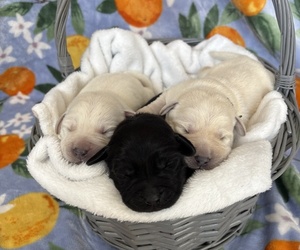 Labrador Retriever Dog Breeder near CASSELTON, ND, USA