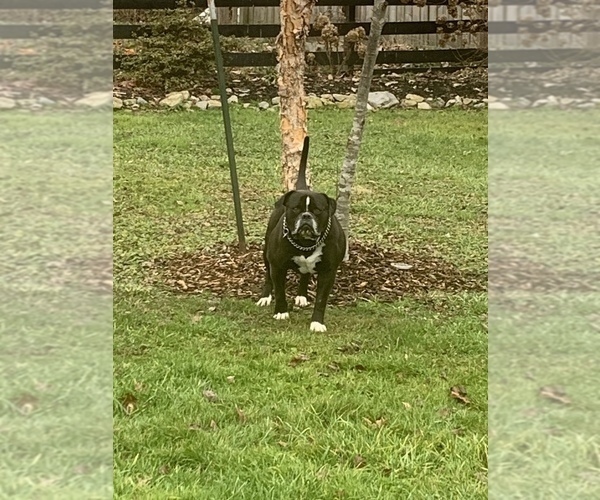 Medium Photo #24  Breeder Profile in COLUMBIA, KY, USA