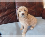 Small breeder photo