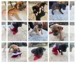 Small breeder photo