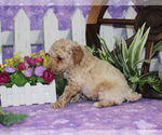 Small #25 Breeder Profile image