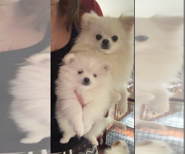 Medium Photo #12  Breeder Profile in KENNESAW, GA, USA