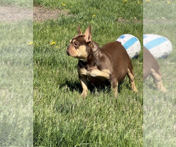 Medium Photo #25  Breeder Profile in BRIDGEWATER, MA, USA