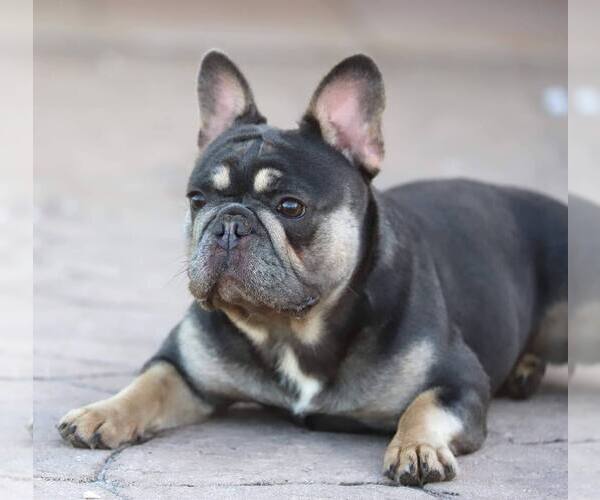 Medium Photo #2  Breeder Profile in PUNTA GORDA, FL, USA