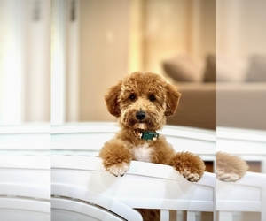 Miniature Labradoodle Dog Breeder near DONGOLA, IL, USA