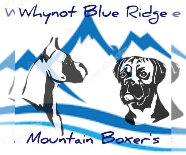 Medium Photo #1  Breeder Profile in SPRUCE PINE, NC, USA