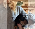 Small breeder photo