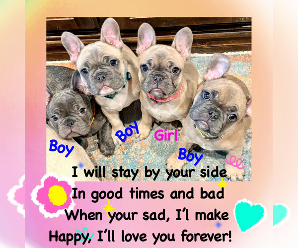 Medium Photo #1  Breeder Profile in CANYON, TX, USA
