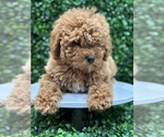 Small #1 Breeder Profile image