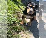 Small breeder photo
