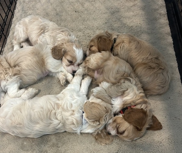 Medium Photo #1  Breeder Profile in ELGIN, TX, USA