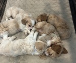 Small breeder photo