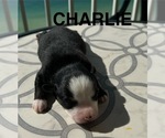 Small #14 Breeder Profile image
