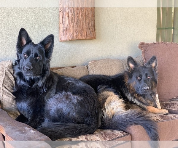 Medium Photo #18  Breeder Profile in PINON HILLS, CA, USA
