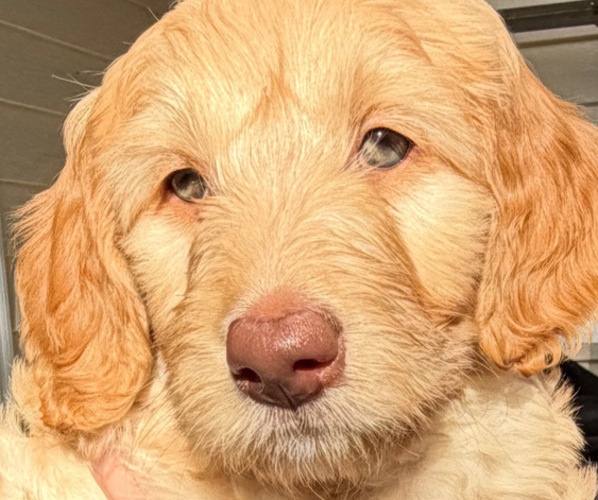 Medium Photo #12  Breeder Profile in CORVALLIS, OR, USA