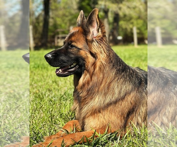 Medium Photo #16  Breeder Profile in COVINGTON, LA, USA
