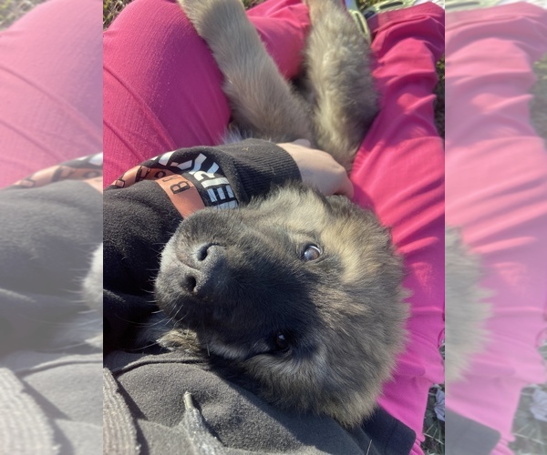 Medium Photo #11  Breeder Profile in WEST LAFAYETTE, OH, USA