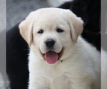 Small Photo #1  Breeder Profile in GERMANTOWN, NY, USA