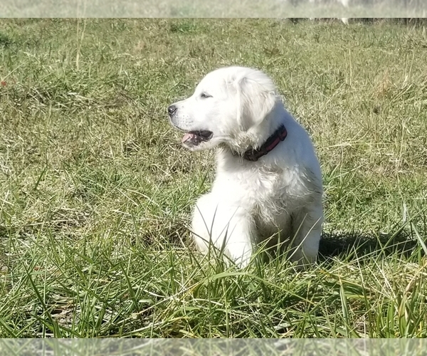 Medium Photo #1  Breeder Profile in HARRODSBURG, KY, USA