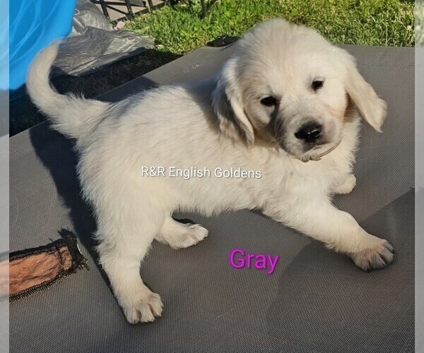 Medium Photo #5  Breeder Profile in BROWNSTOWN, MI, USA