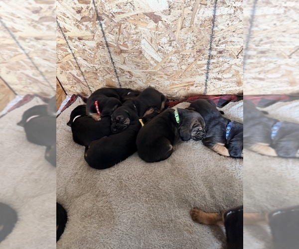 Medium Photo #1  Breeder Profile in LITTLETON, CO, USA