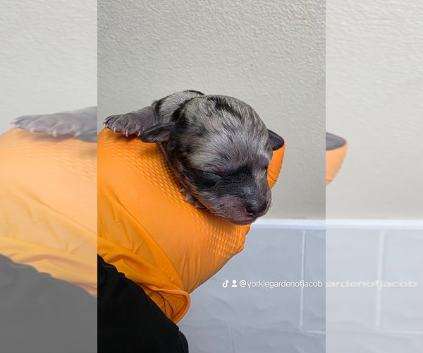 Medium Photo #11  Breeder Profile in PHOENIX, AZ, USA