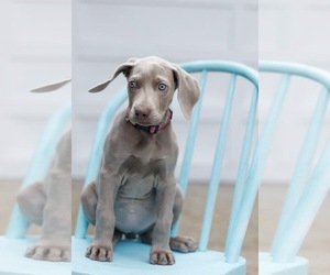 Weimaraner Dog Breeder near SAUK CENTRE, MN, USA