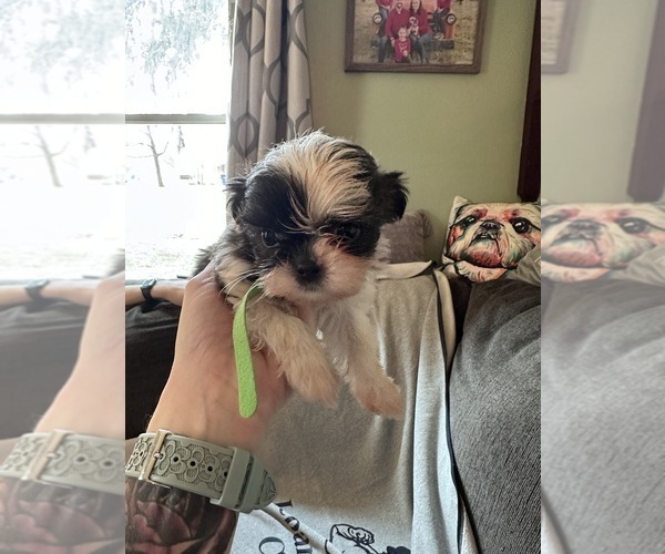 Medium Photo #4  Breeder Profile in HARRISBURG, PA, USA