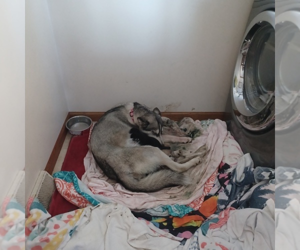 Medium Photo #7  Breeder Profile in EDMORE, MI, USA