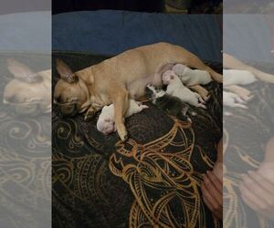 French Bulldog Dog Breeder near LEXINGTON, KY, USA