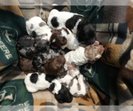 Small #12 Breeder Profile image