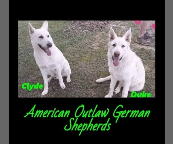 Medium Photo #1  Breeder Profile in WINGO, KY, USA
