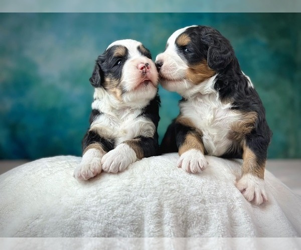 Medium Photo #9  Breeder Profile in MIDDLETOWN, VA, USA