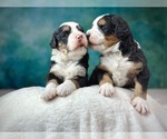 Small #8 Breeder Profile image