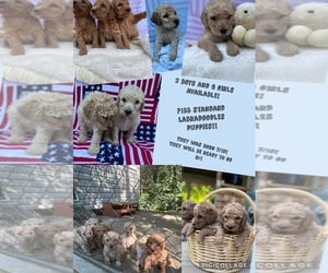 Labradoodle Dog Breeder near MURPHY, NC, USA