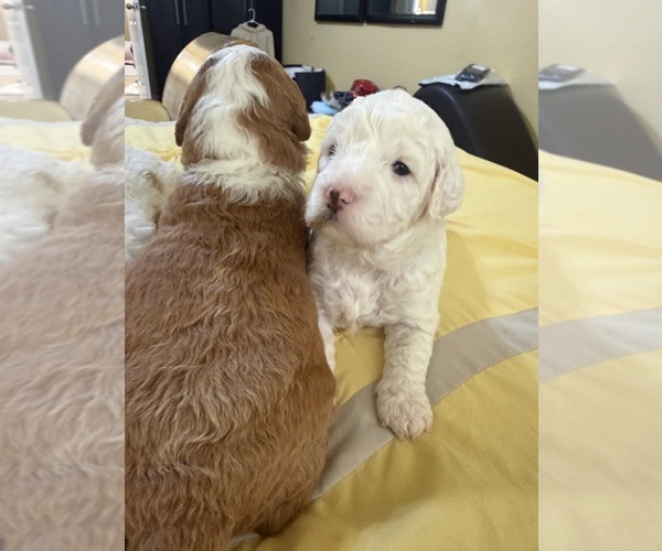 Medium Photo #21  Breeder Profile in SAN ANTONIO, TX, USA