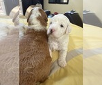 Small #20 Breeder Profile image