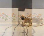 Small #3 Breeder Profile image