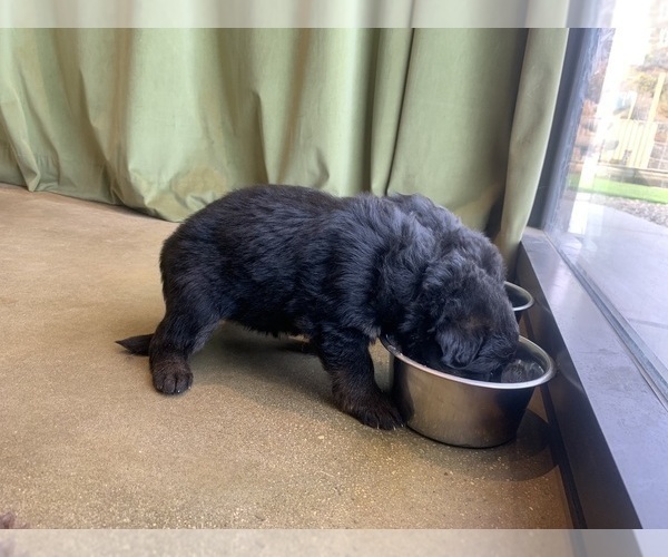 Medium Photo #81  Breeder Profile in PINON HILLS, CA, USA