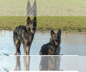 German Shepherd Dog Dog Breeder near ELGIN, SC, USA