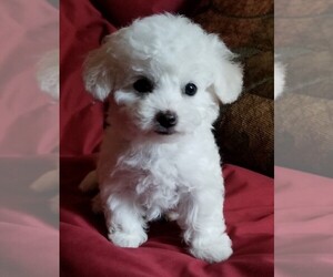 Bichon Frise Dog Breeder near EUGENE, OR, USA