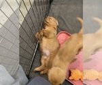 Small #22 Breeder Profile image