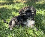 Small #8 Breeder Profile image