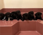 Small #19 Breeder Profile image