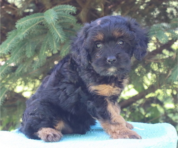 Medium Photo #53  Breeder Profile in THORP, WI, USA