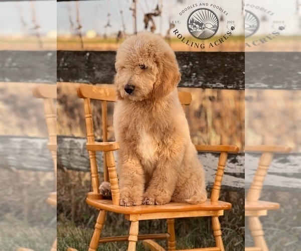 Medium Photo #1  Breeder Profile in MARYVILLE, MO, USA