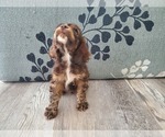 Small #6 Breeder Profile image