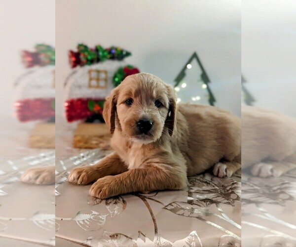 Medium Photo #1  Breeder Profile in TALLAHASSEE, FL, USA